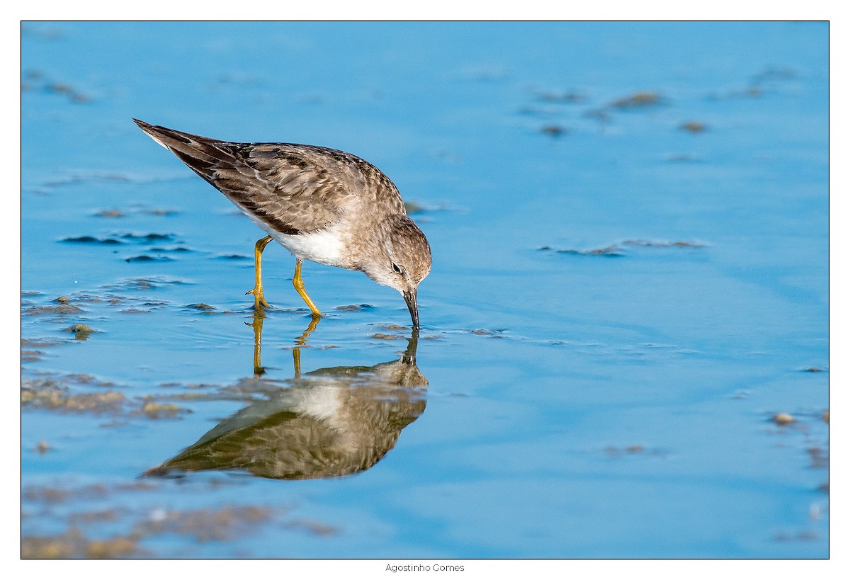 Temminck's Stint - ML621933241