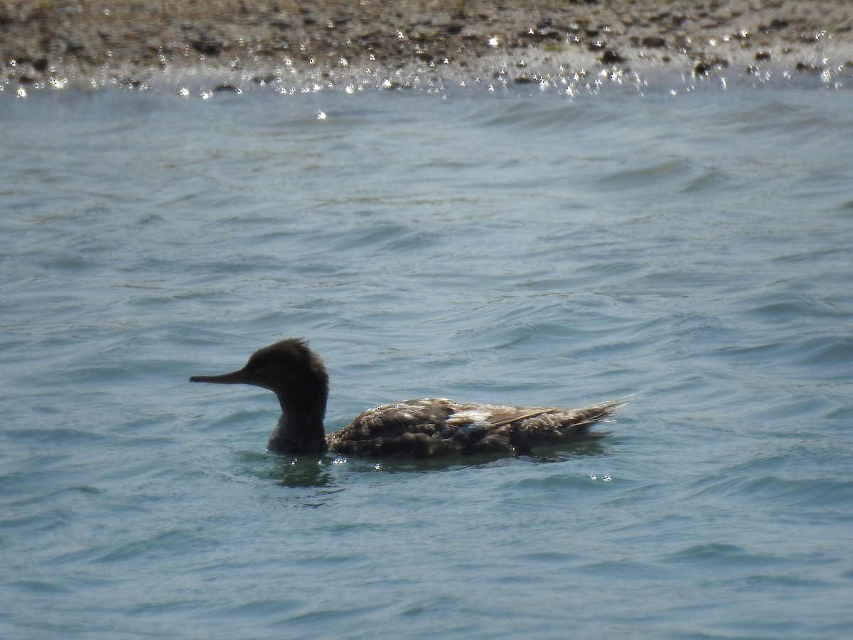 Red-breasted Merganser - ML621933242