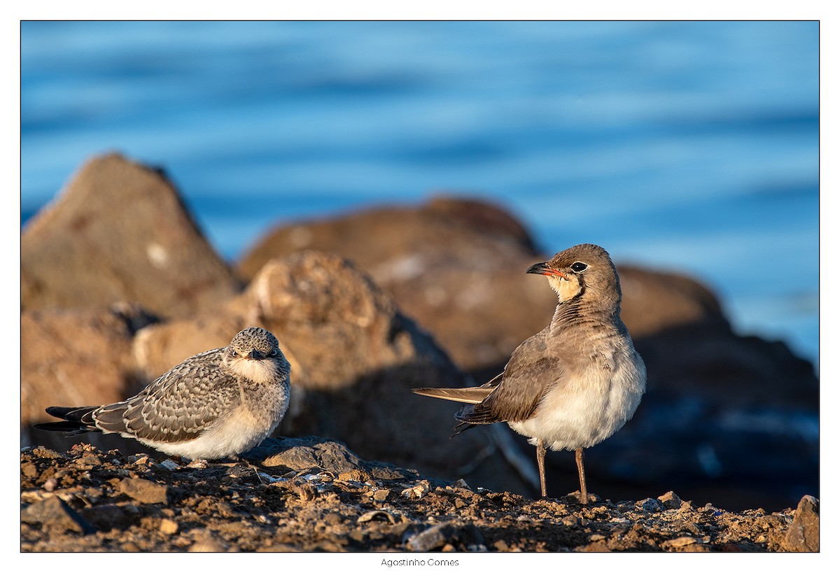 Collared Pratincole - ML621933247