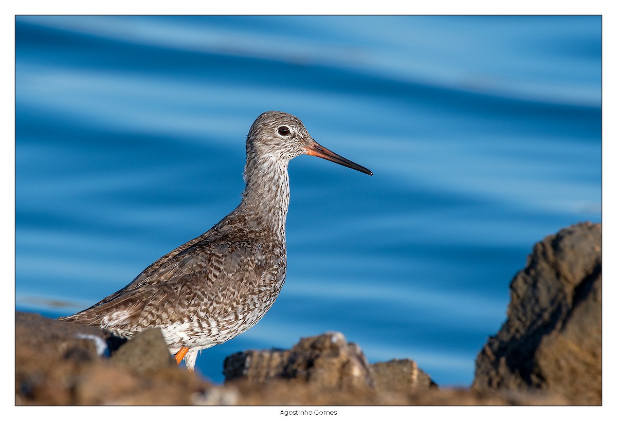 Common Redshank - ML621933271