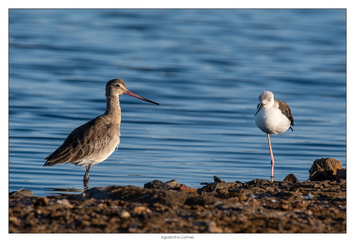 Black-tailed Godwit - ML621933279