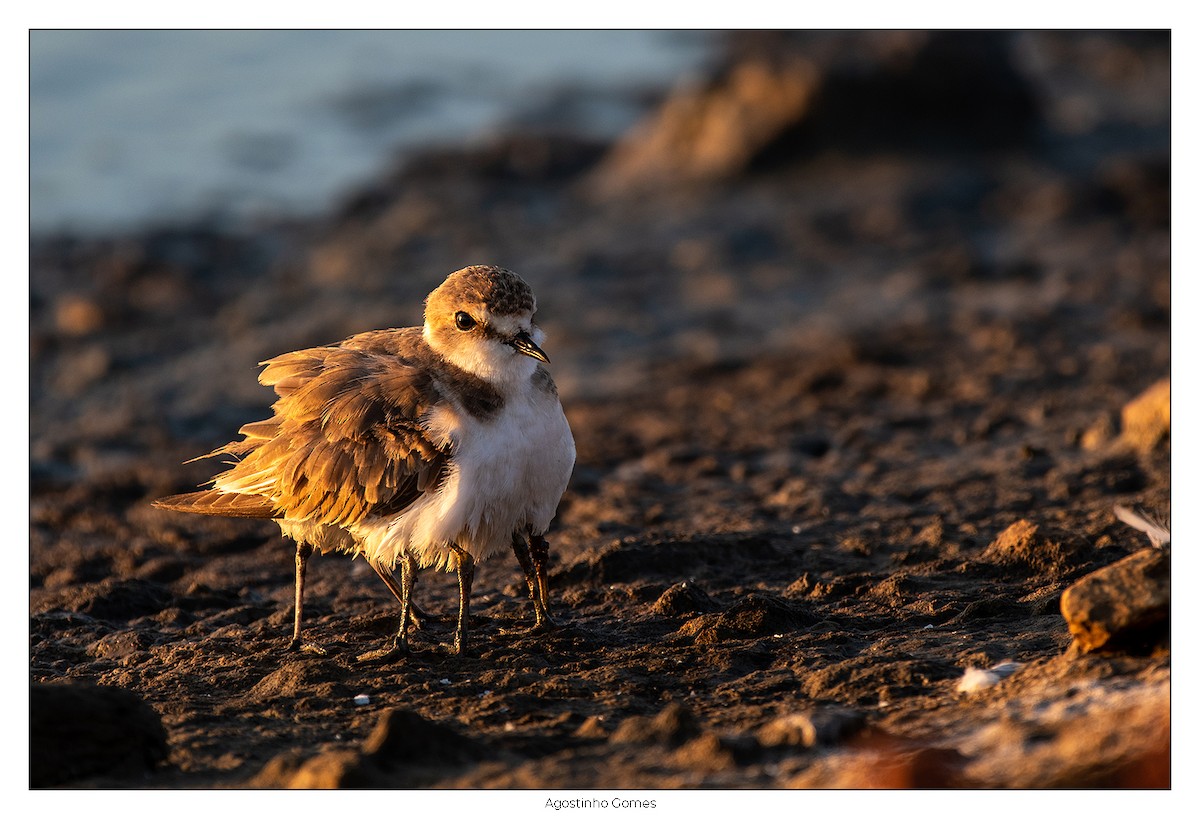 Kentish Plover - ML621933284