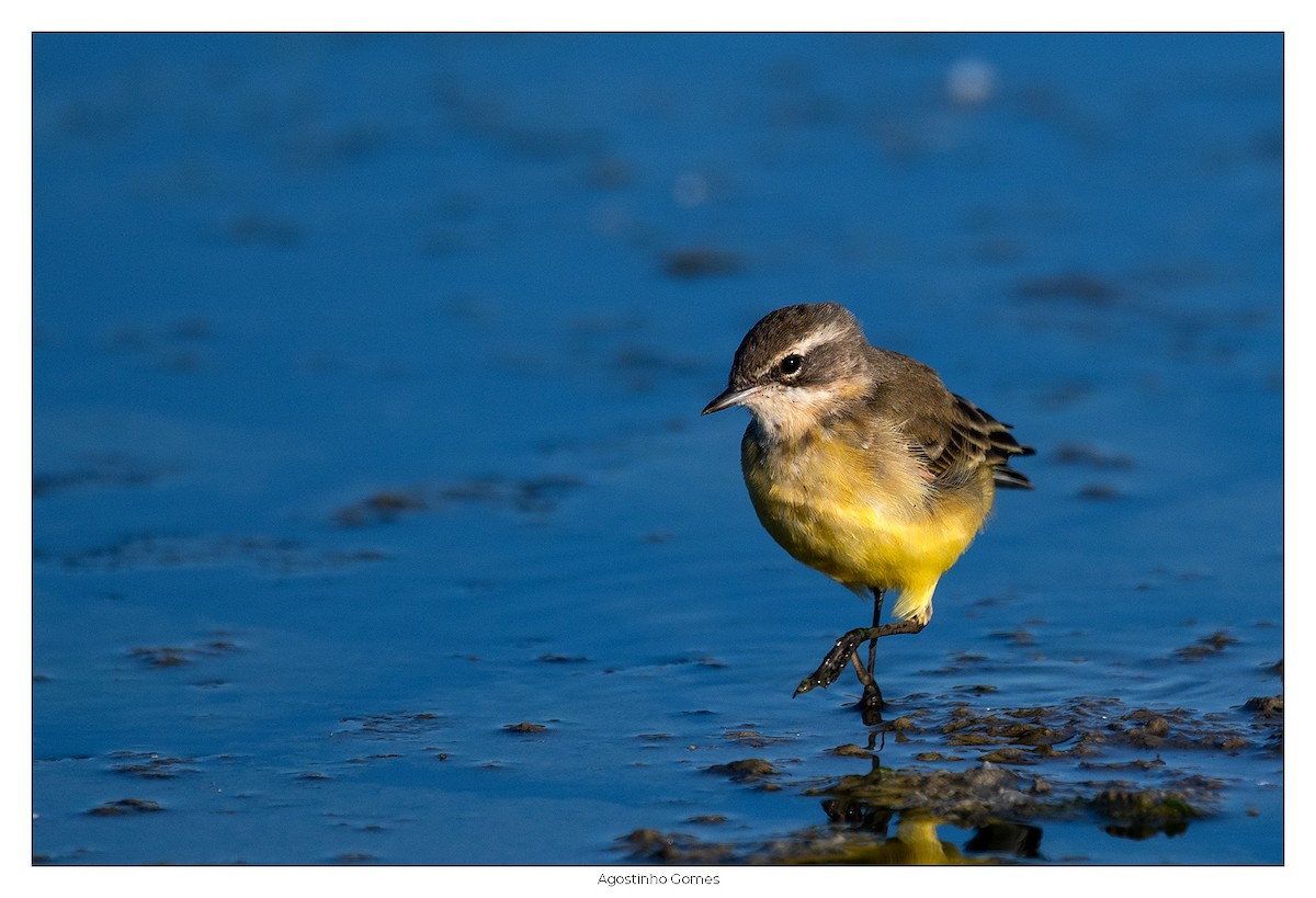 Western Yellow Wagtail - ML621933311