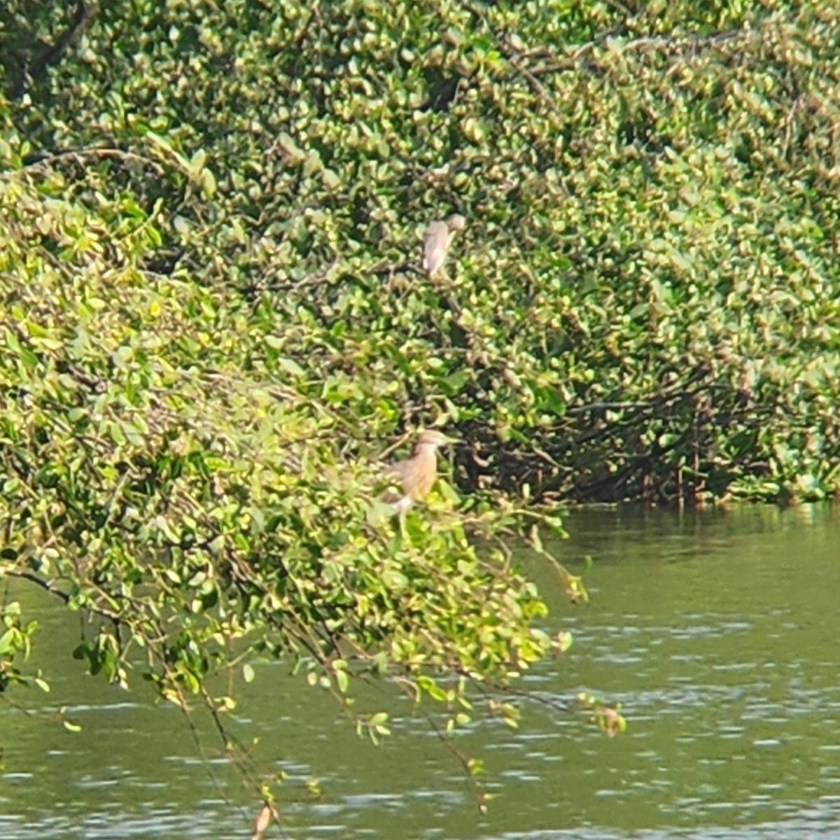 Javan Pond-Heron - ML621933354