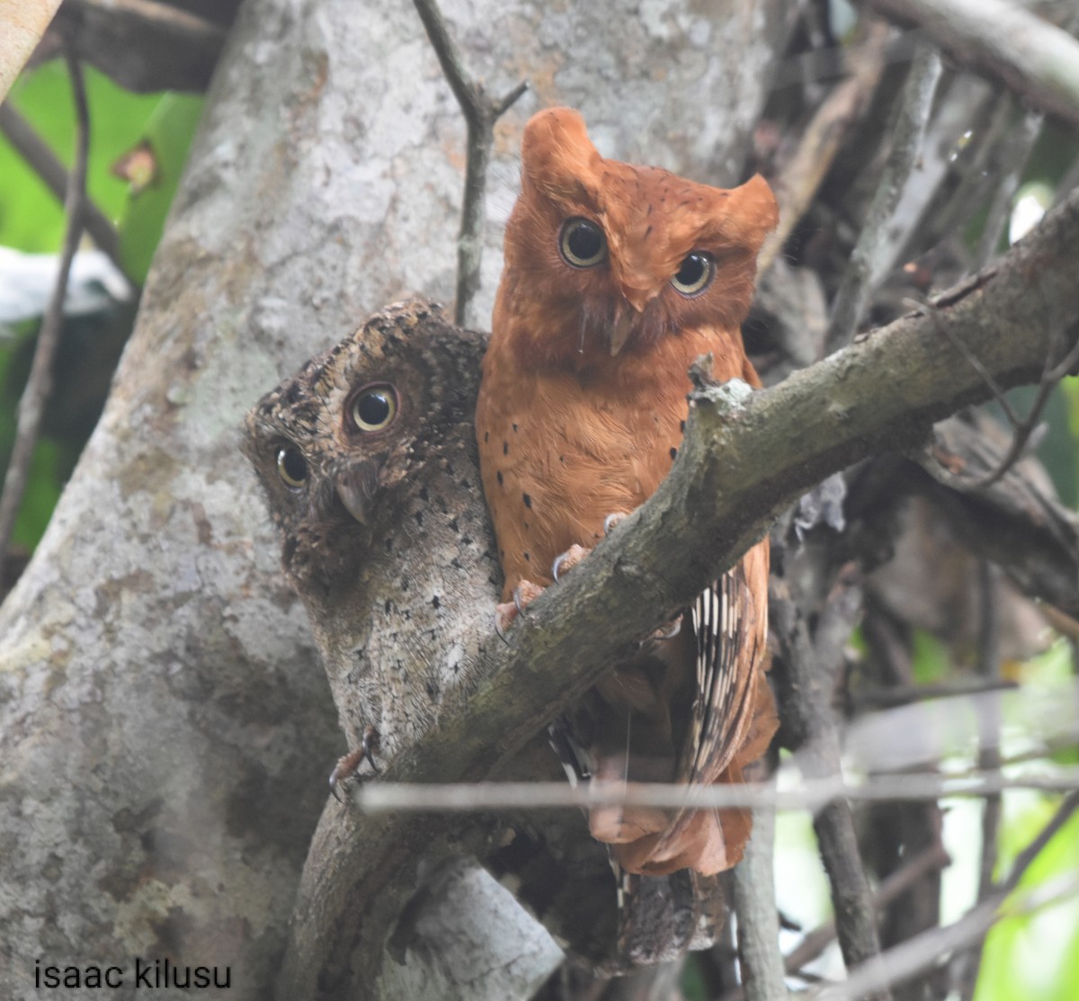 Sokoke Scops-Owl - ML621933355