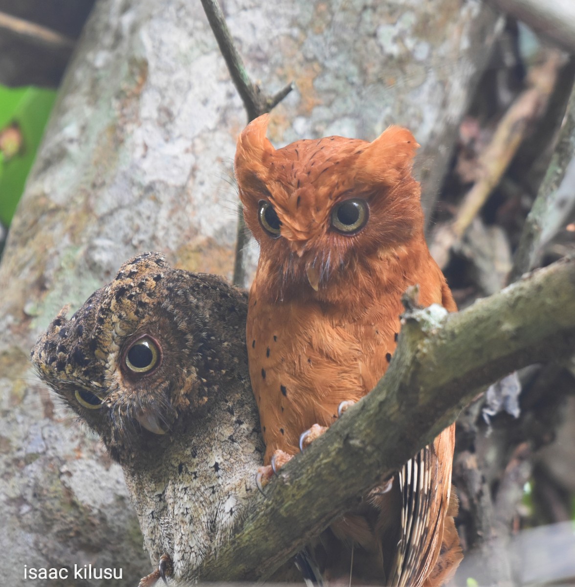 Sokoke Scops-Owl - ML621933356