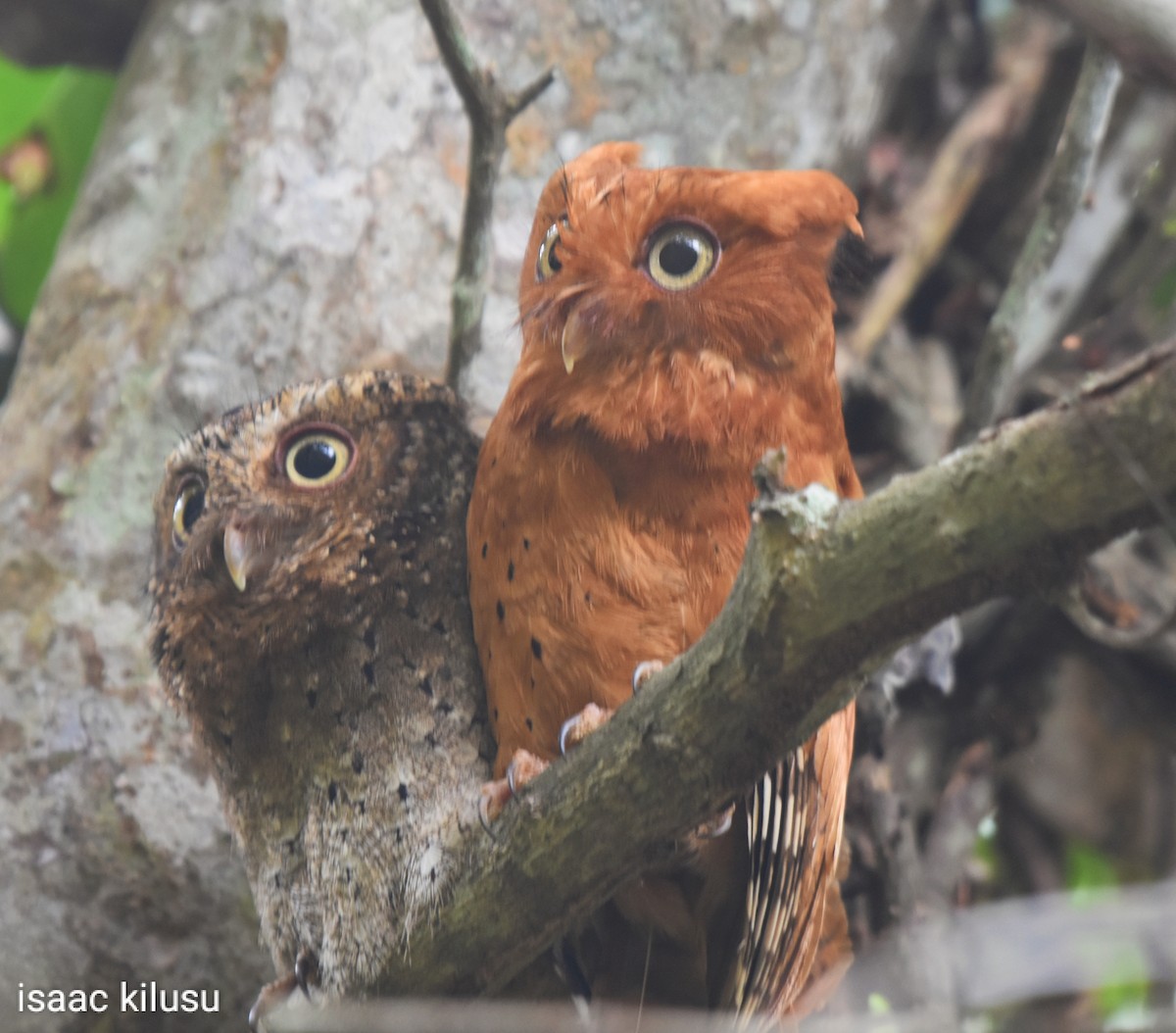 Sokoke Scops-Owl - ML621933357