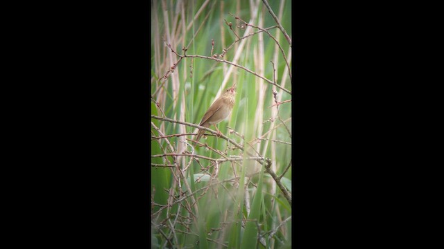 River Warbler - ML621933383