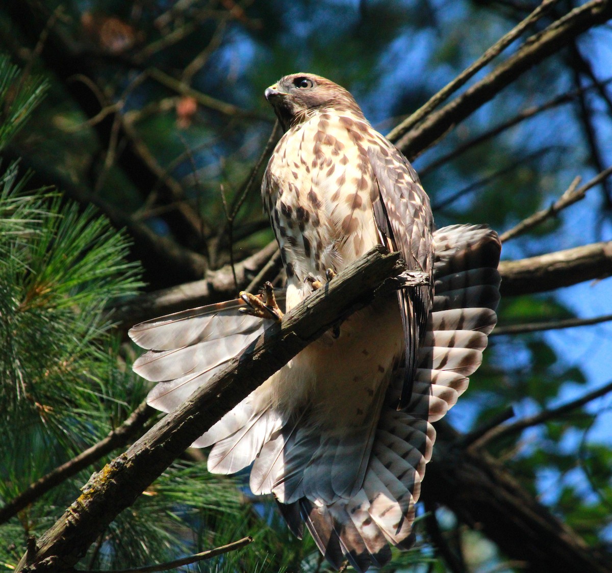 Red-tailed Hawk - ML621933404