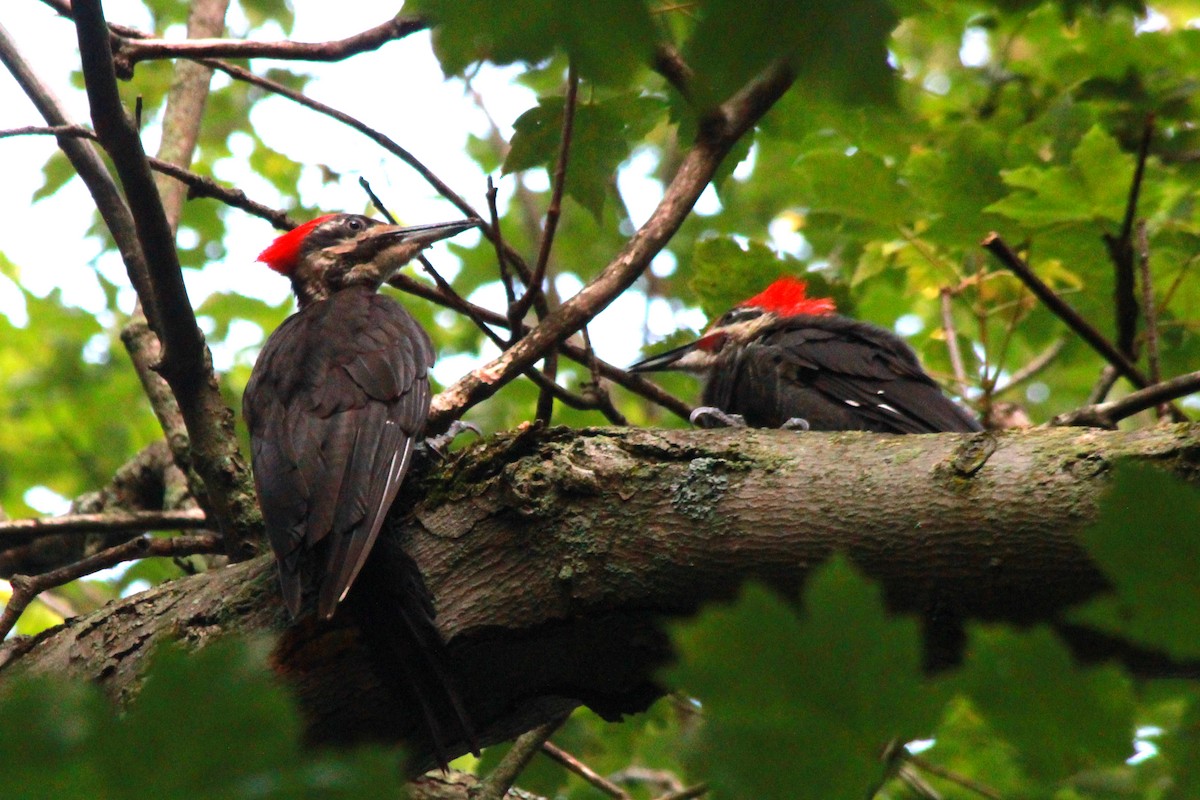 Pileated Woodpecker - Russ Sulich