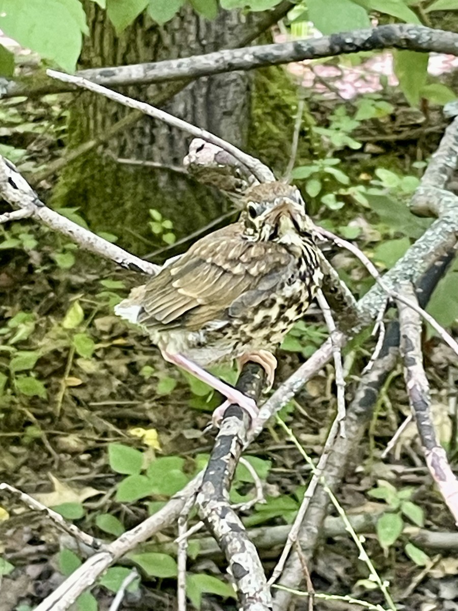 Wood Thrush - ML621933455