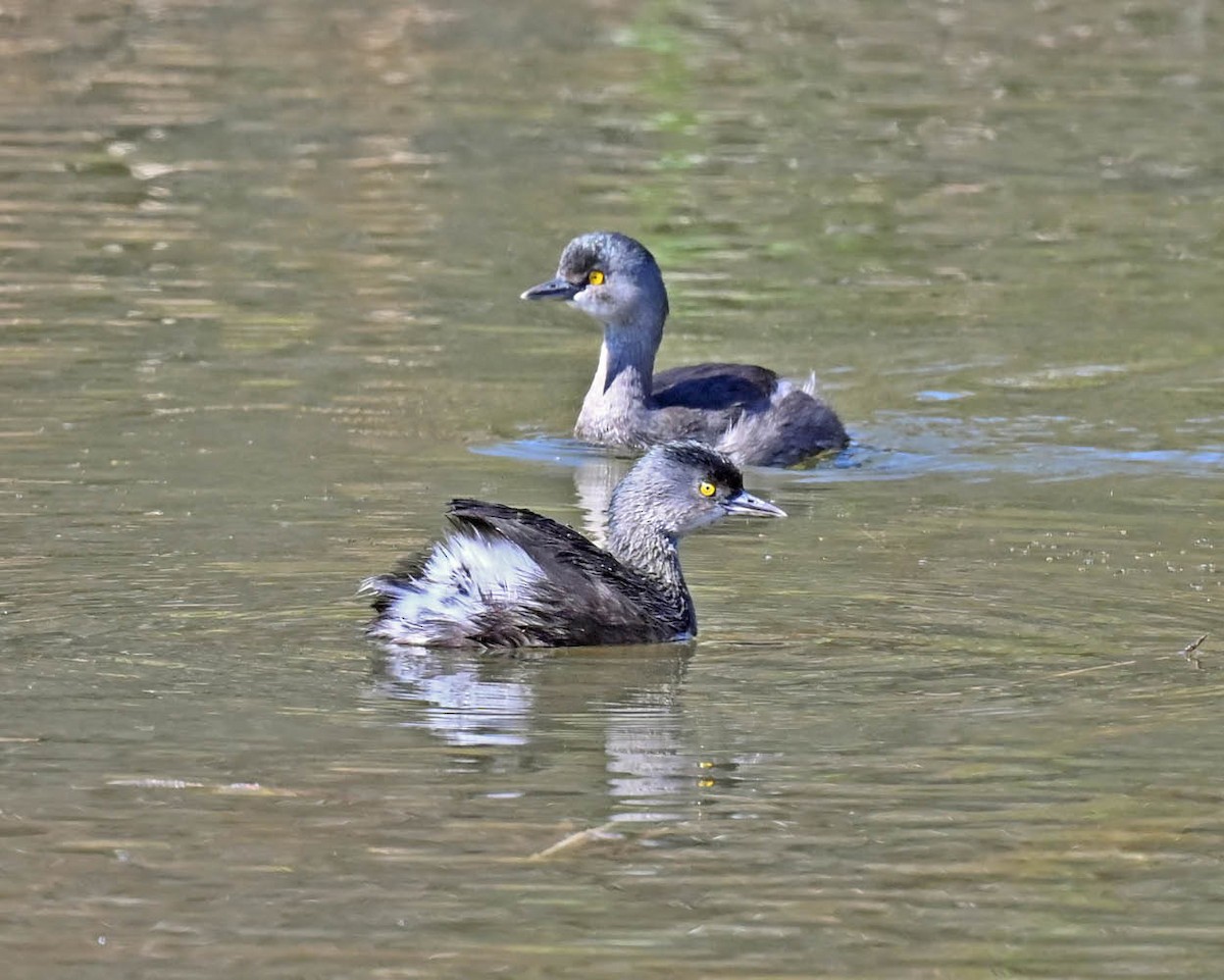 Least Grebe - ML621933499