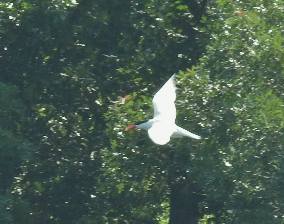 Caspian Tern - ML621933517