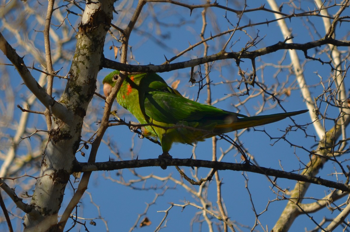 White-eyed Parakeet - ML621933519