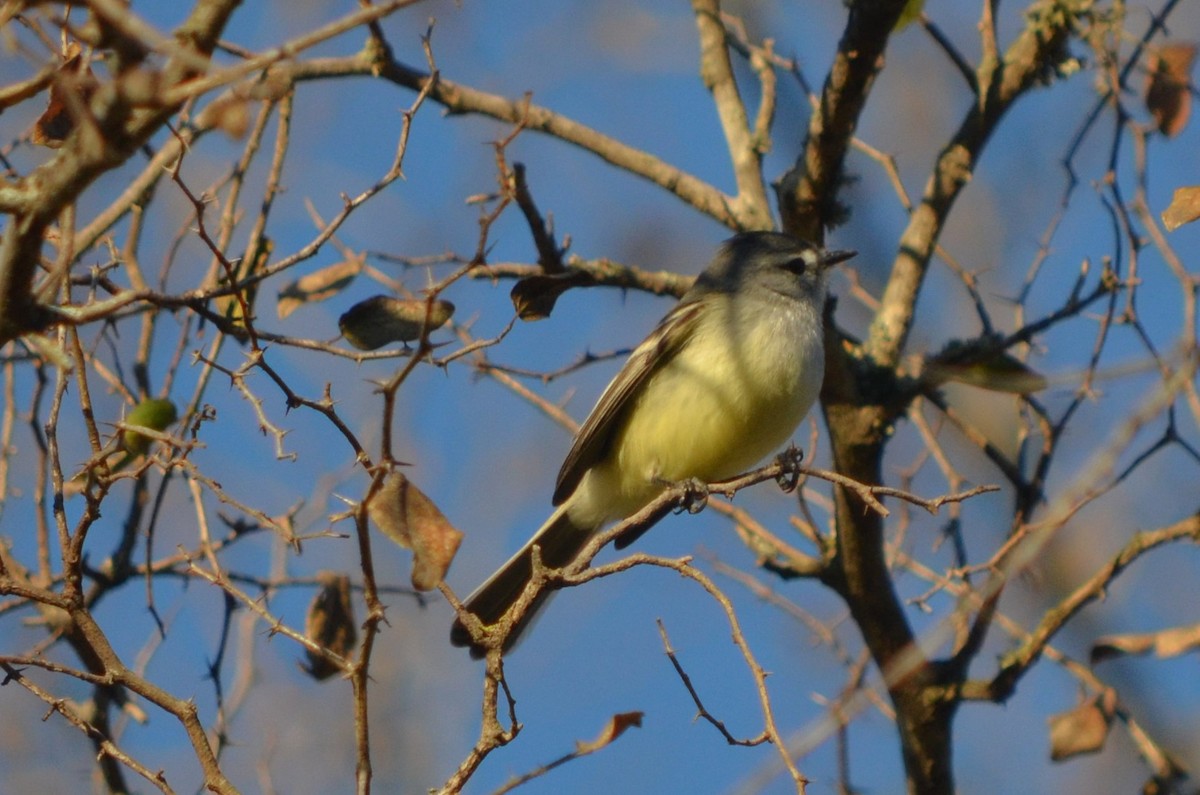 White-crested Tyrannulet - ML621933524