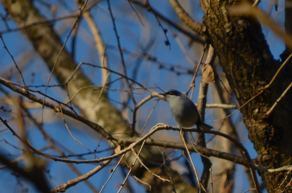 Masked Gnatcatcher - ML621933529