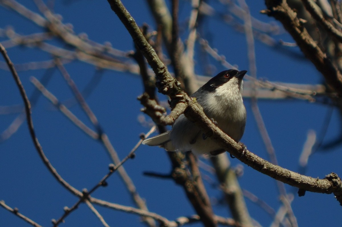 Black-capped Warbling Finch - ML621933533