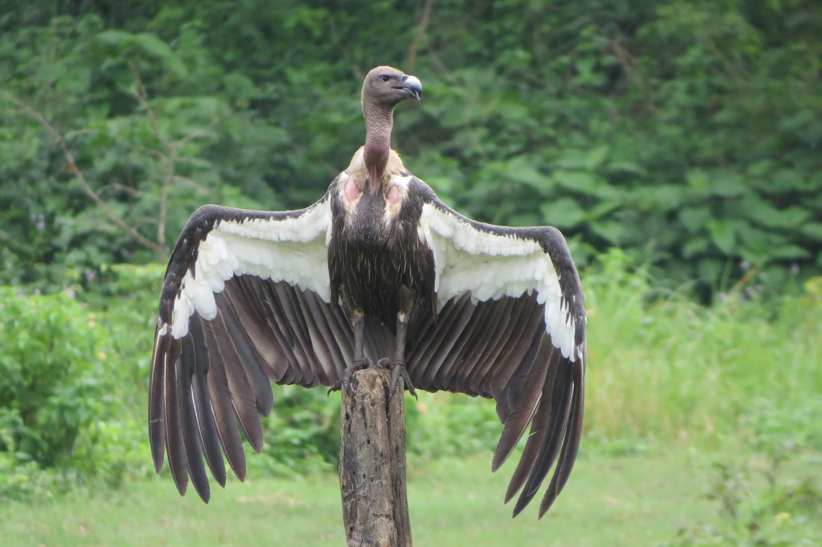 White-rumped Vulture - Shankar Tiwari