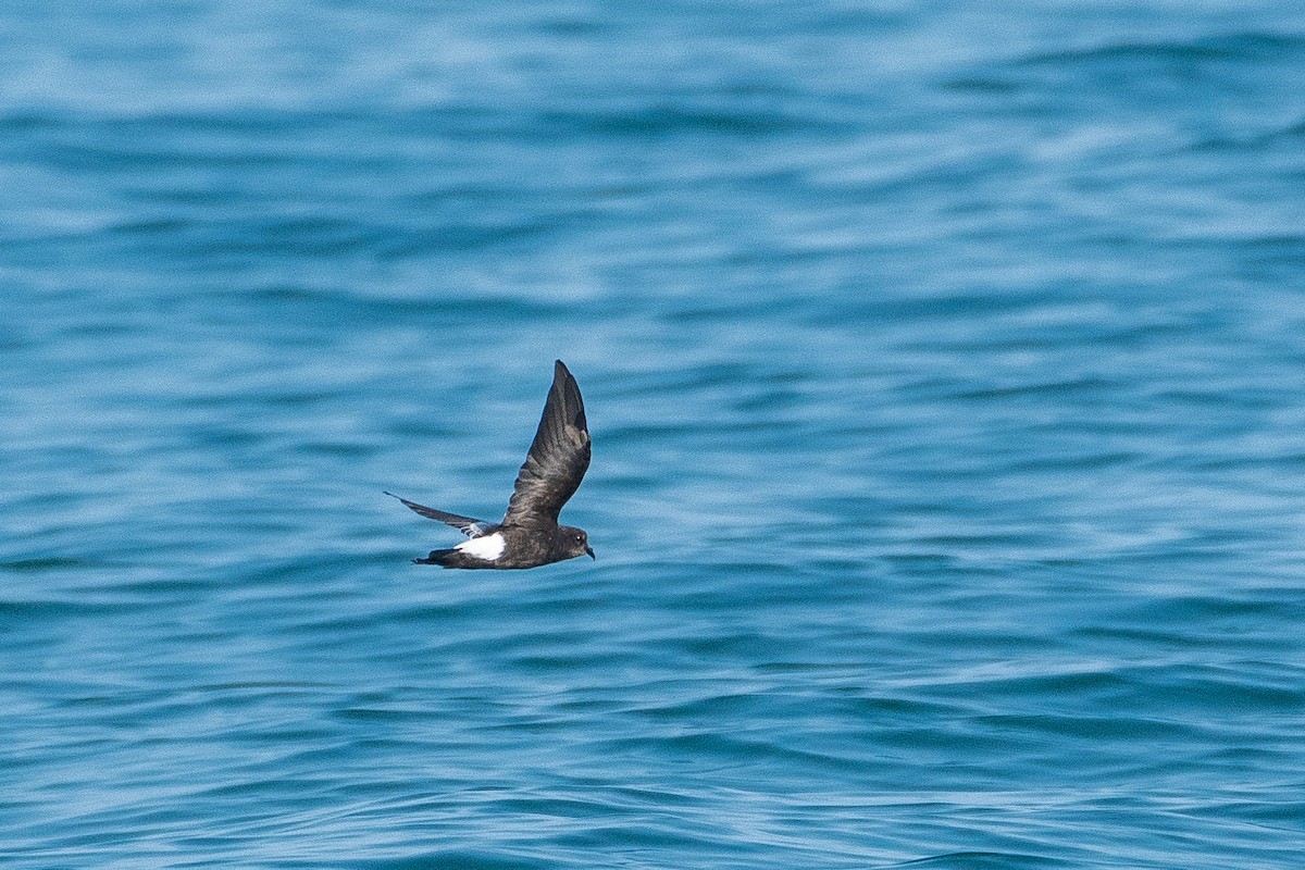 Wilson's Storm-Petrel - ML621933825