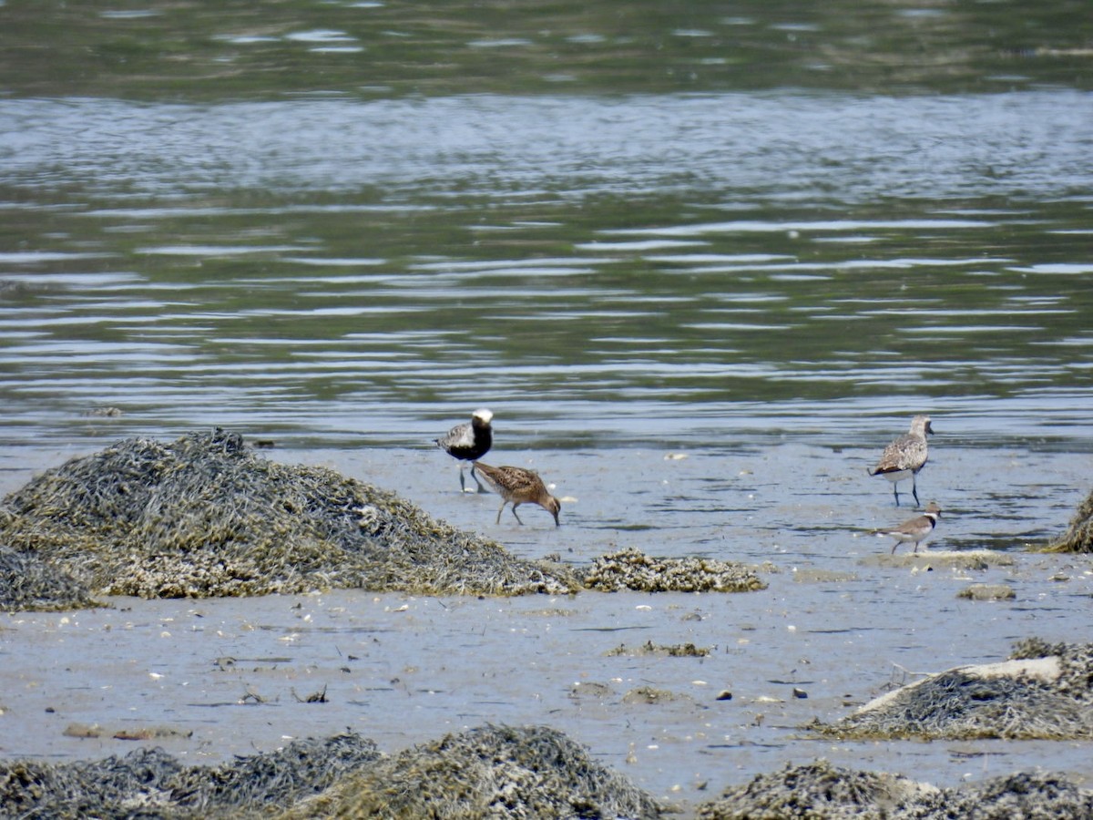 Black-bellied Plover - ML621933882