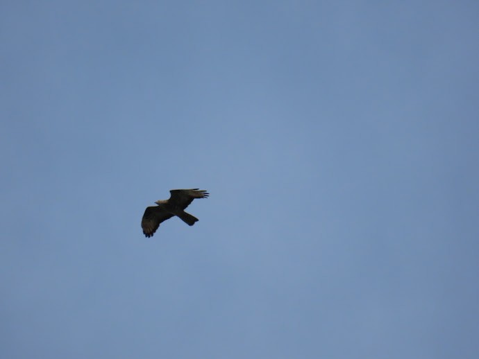 European Honey-buzzard - Sampo Oksa