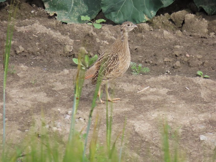 Gray Partridge - Sampo Oksa