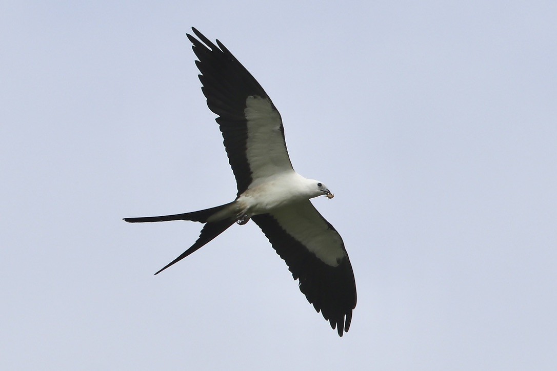 Swallow-tailed Kite - ML621934285