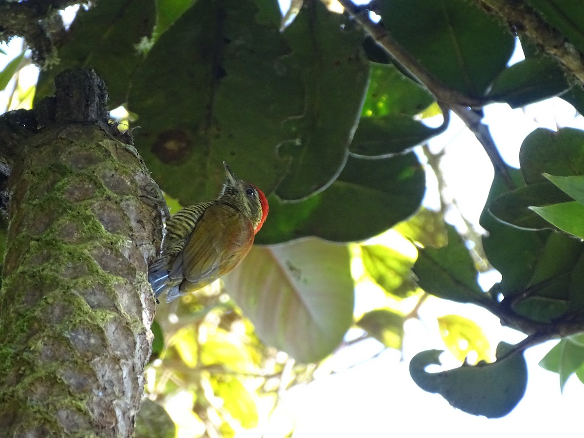 Bar-bellied Woodpecker - ML621934302