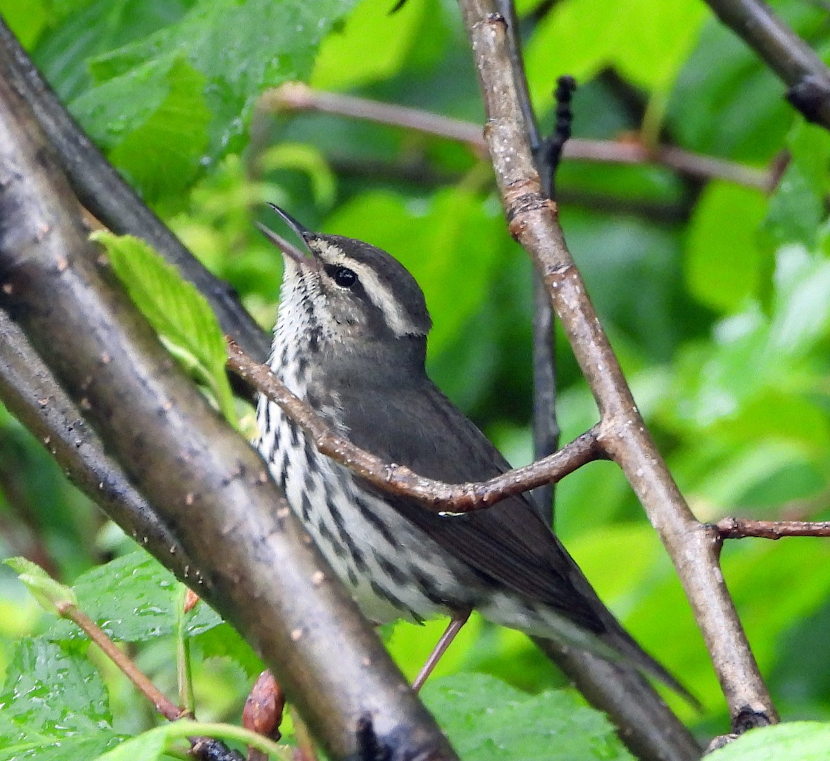 Northern Waterthrush - ML621934307