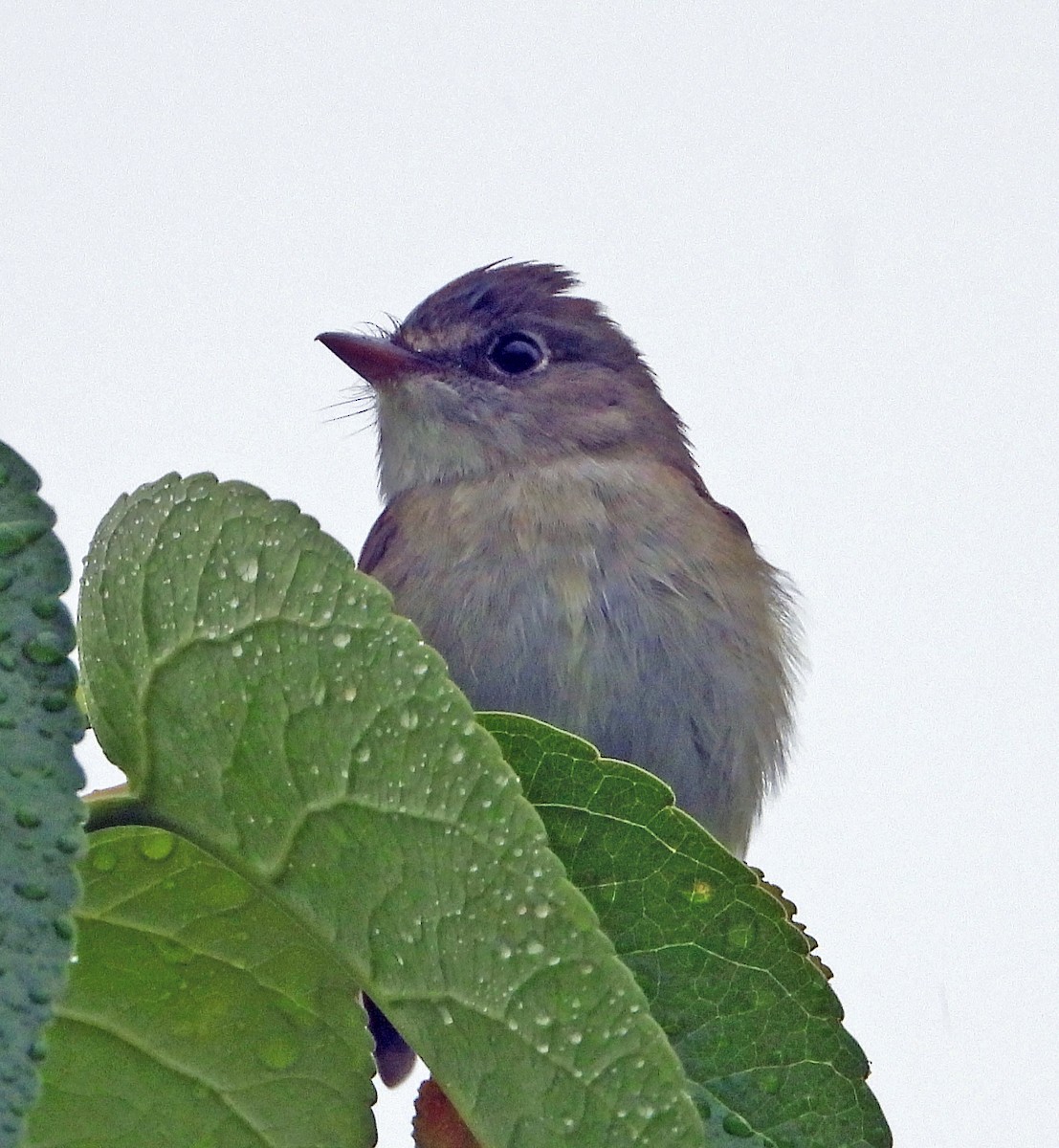 Alder Flycatcher - ML621934319