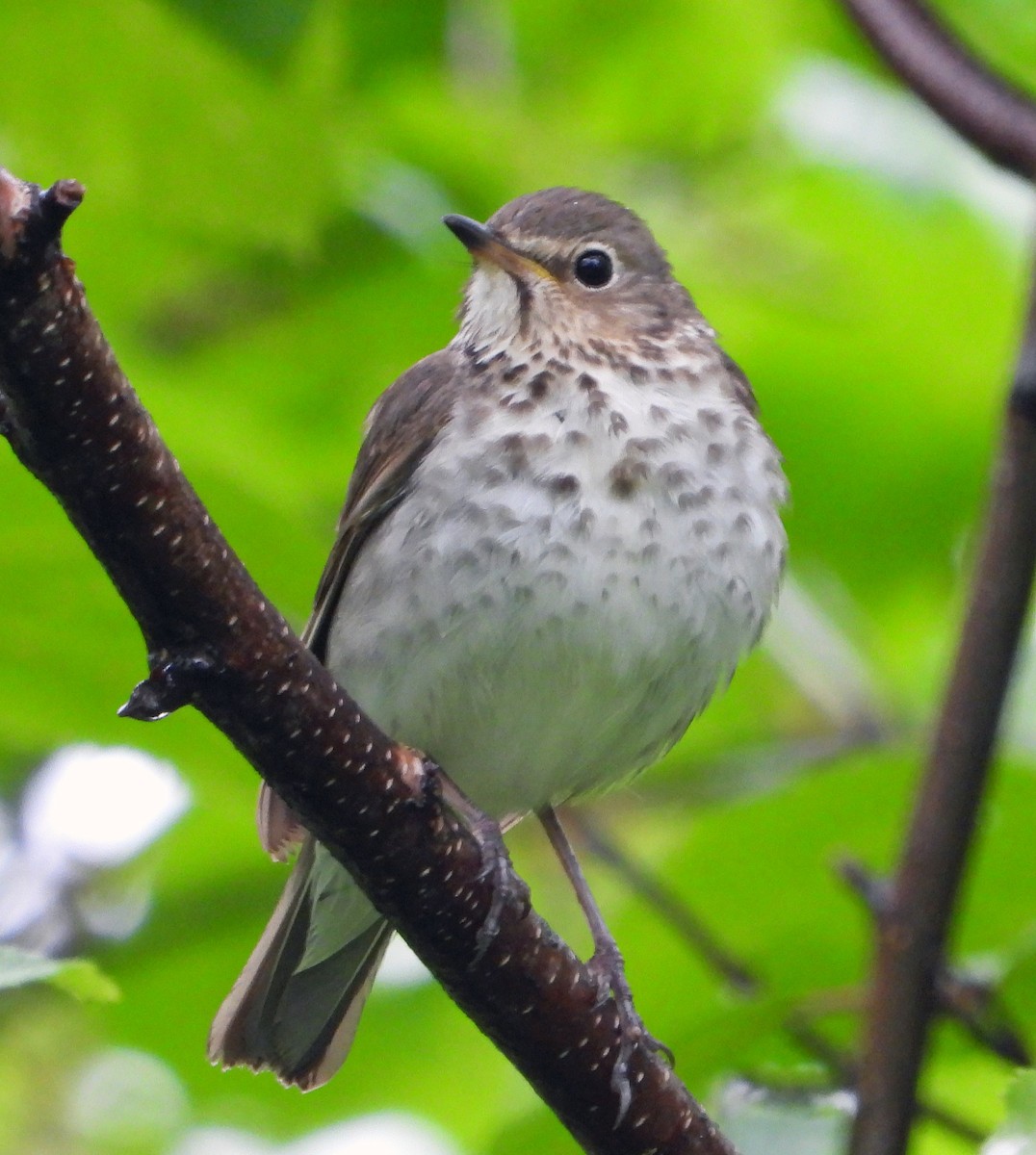 Swainson's Thrush - Connie Galey