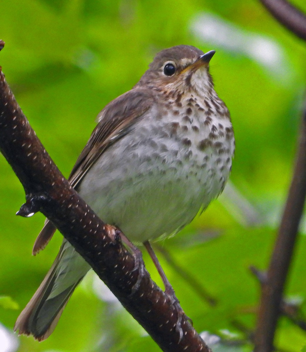 Swainson's Thrush - ML621934334