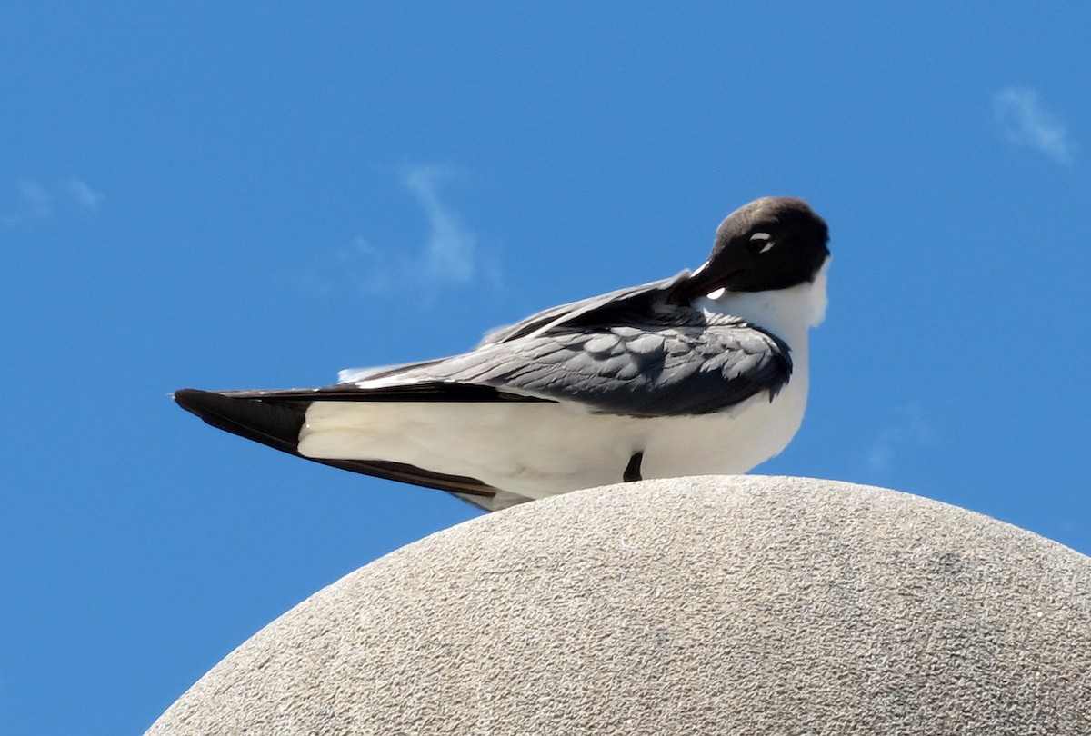 Laughing Gull - ML621934402