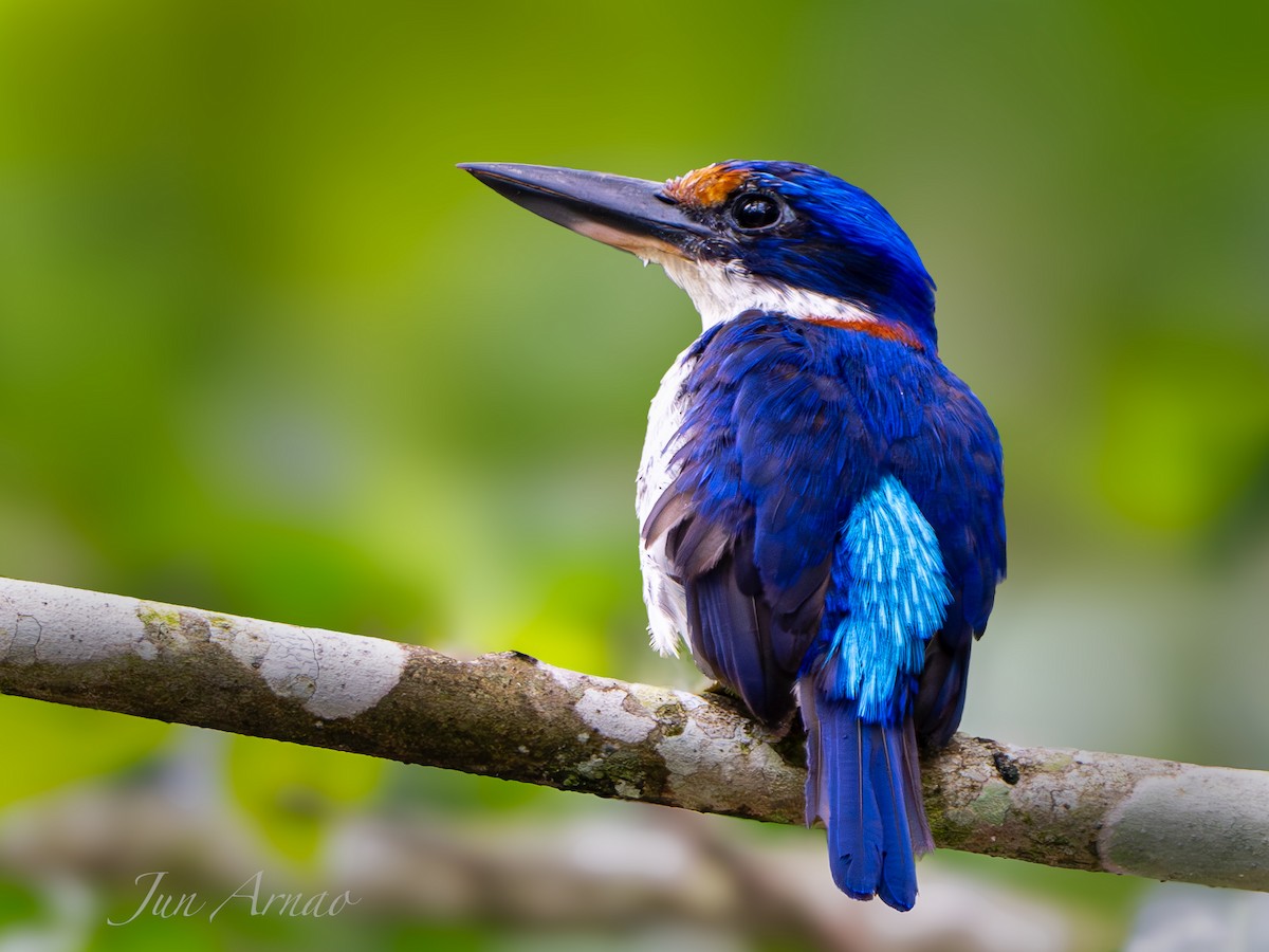 Rufous-lored Kingfisher - ML621934592