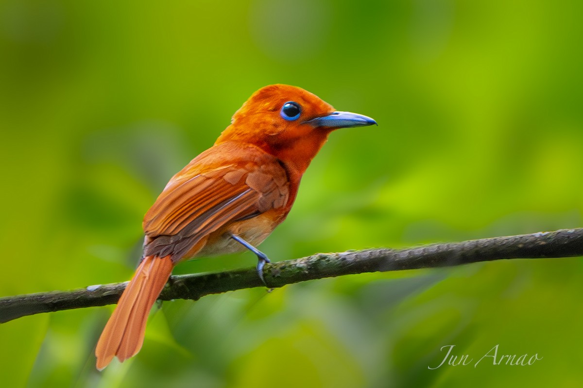 Rufous Paradise-Flycatcher - ML621934600