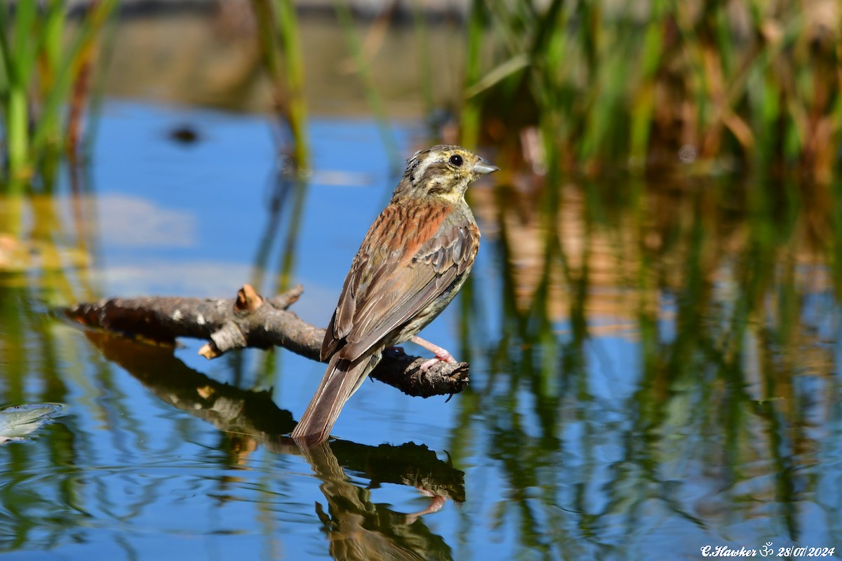 Hesi-berdantza - ML621934609