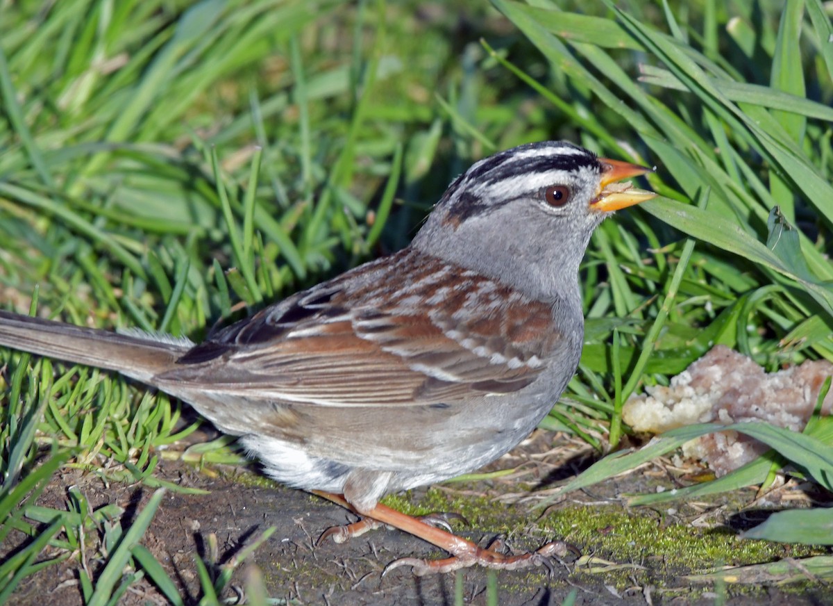 White-crowned Sparrow - Connie Galey