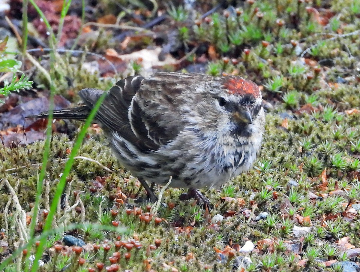 Common Redpoll - ML621934719