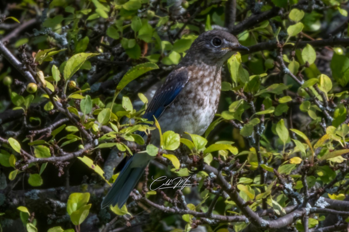 Eastern Bluebird - ML621934826