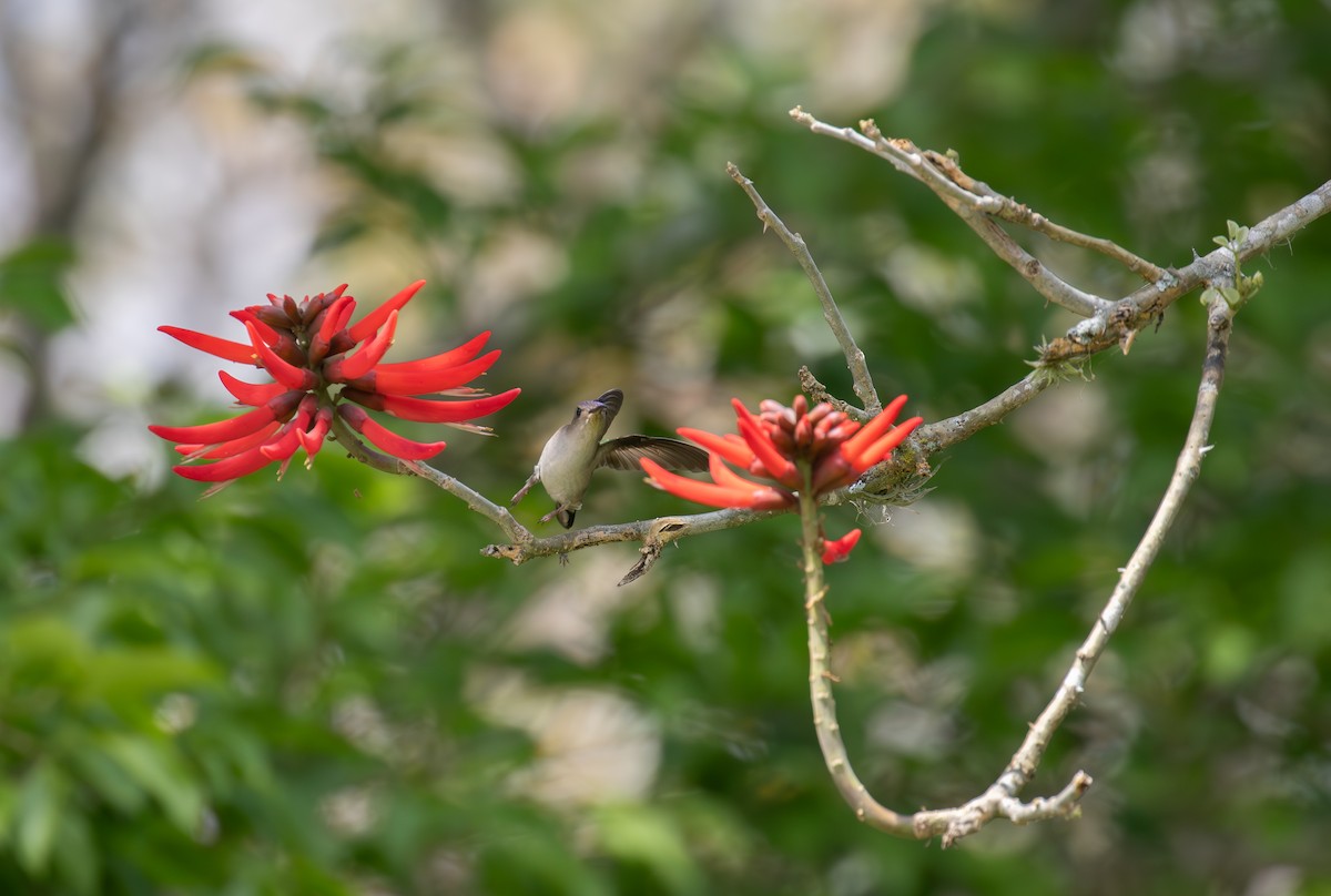 Wedge-tailed Sabrewing (Curve-winged) - ML621934841