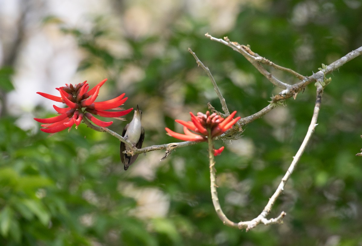 Wedge-tailed Sabrewing (Curve-winged) - ML621934843