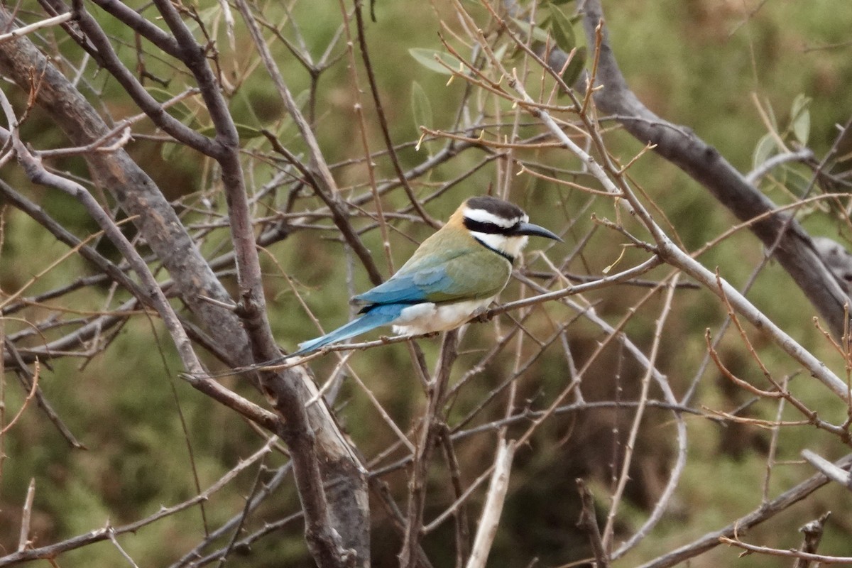 White-throated Bee-eater - ML621934943