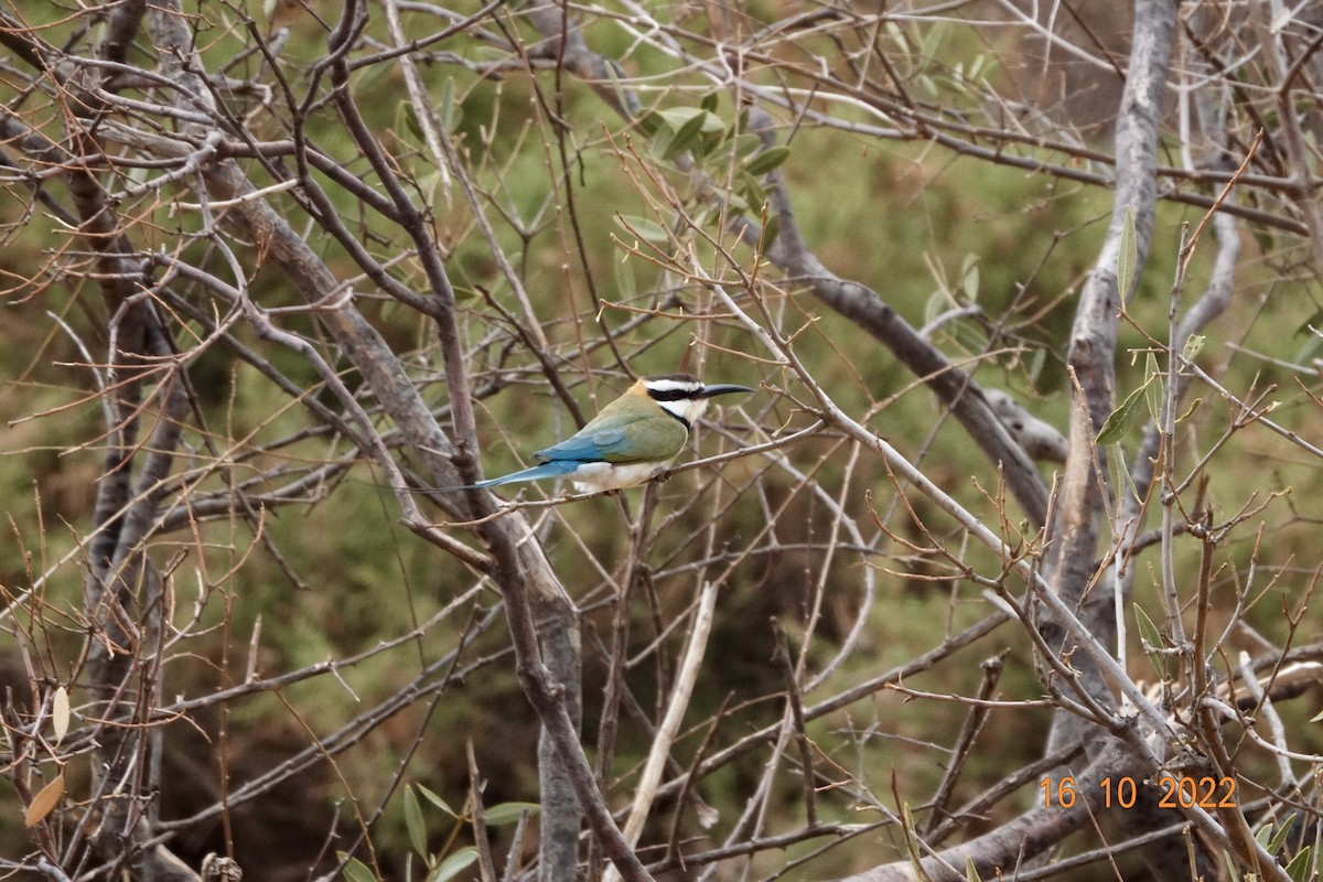 White-throated Bee-eater - ML621934944