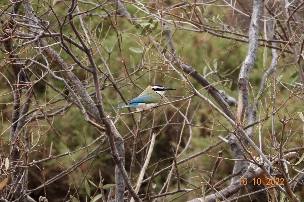 White-throated Bee-eater - ML621934945