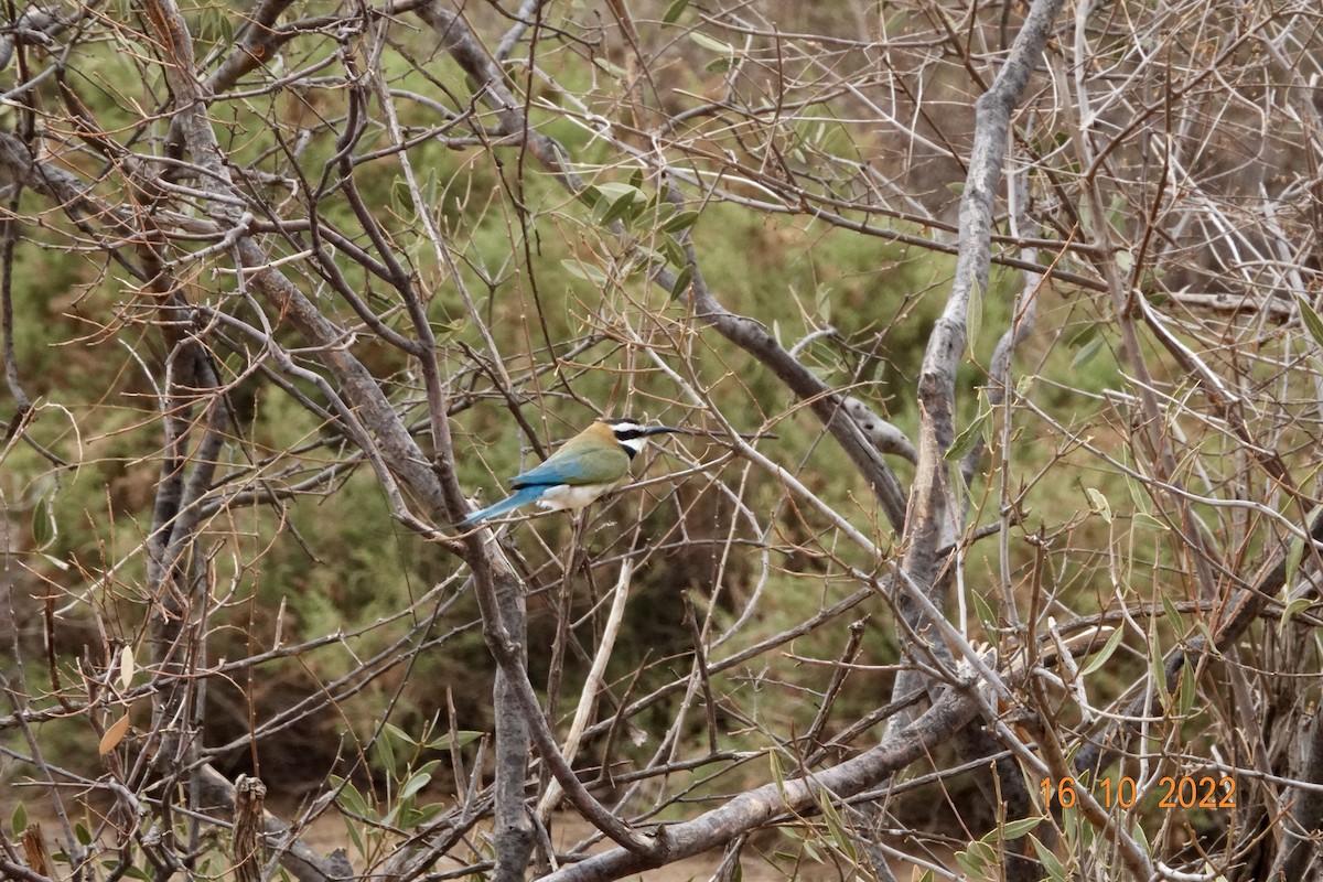 White-throated Bee-eater - Tony Stewart