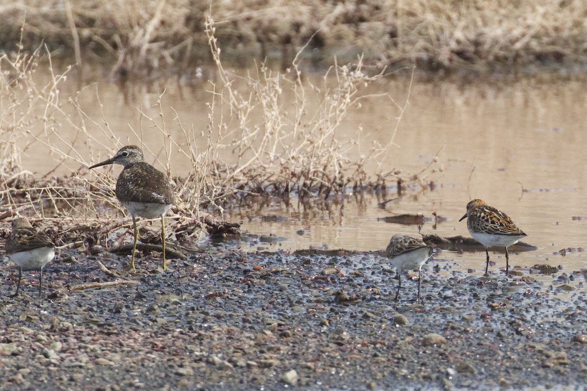 Wood Sandpiper - Dorna Mojab