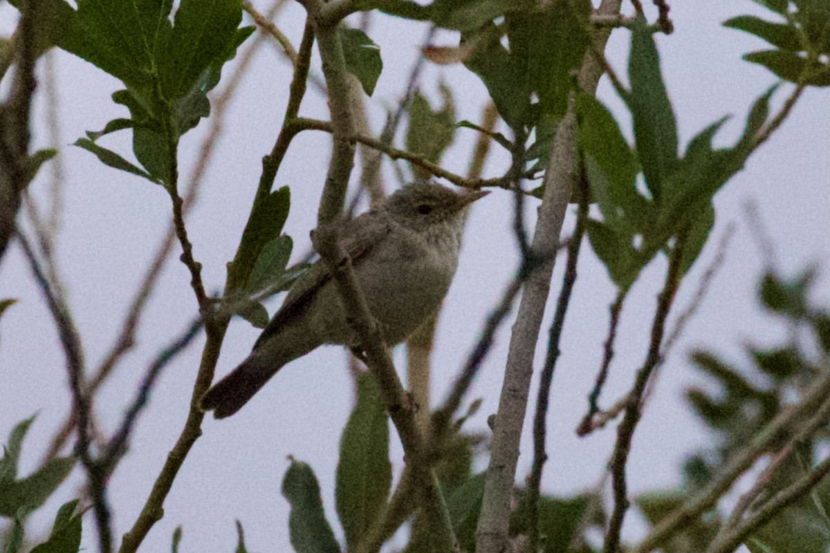 Plain Leaf Warbler - ML621935021