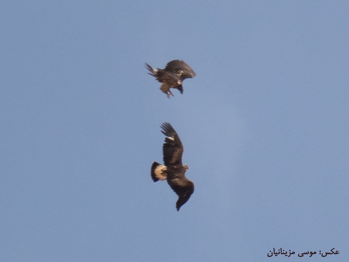 Bearded Vulture - ML621935098
