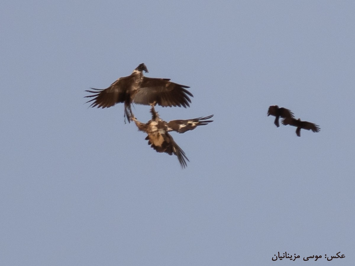 Bearded Vulture - ML621935100