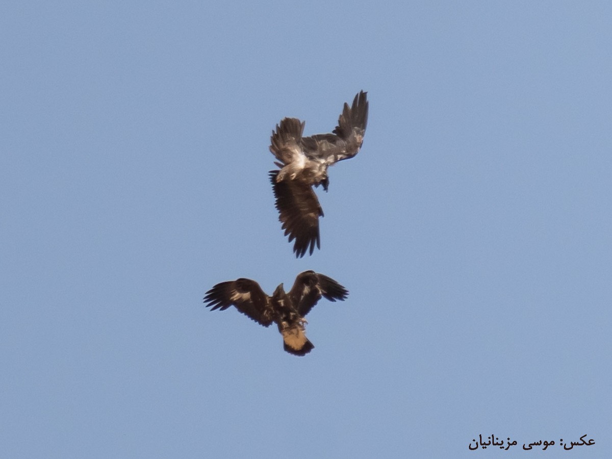 Bearded Vulture - ML621935101